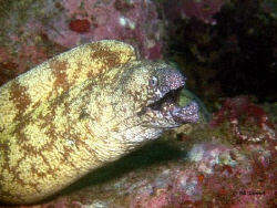 "Up Close and Personal"  Moray Eel photographed off Ita B... by Bill Stewart 